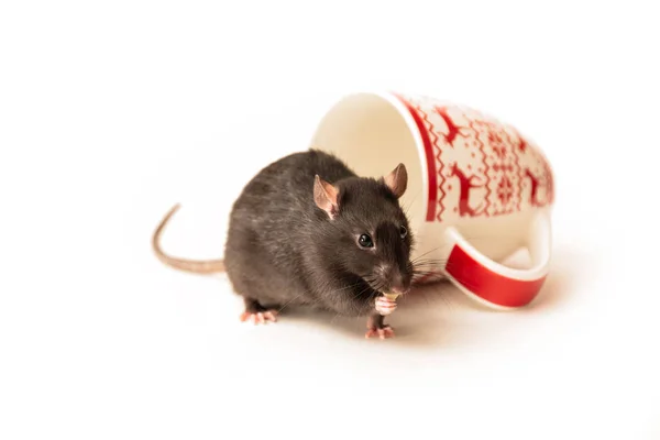 美しいピンクの鼻を持つ黒いネズミは、白い背景に大きなクリスマスマグカップの近くに座って、チーズの一部を食べます — ストック写真