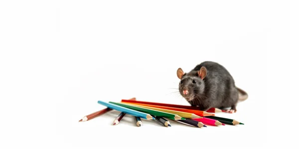 Black Rat står nära färgade blyertspennor på en vit bakgrund som ung konstnär från tidningen Cover — Stockfoto