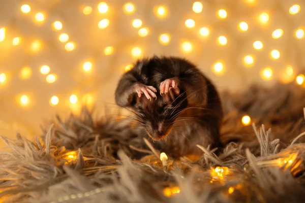 black rat with pink nose sits on a warm plaid washing its face against a background of a garland of yellow lights