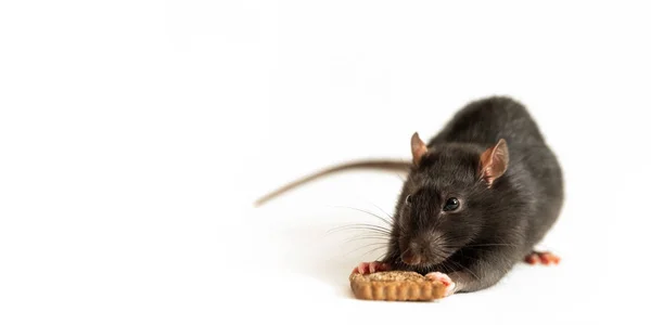 Black Rat äter en bit kaka på en vit bakgrund, närbild — Stockfoto