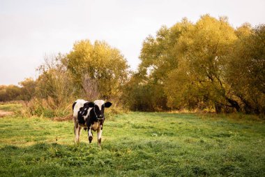 Once sunny morning a young cow eats grass on a beautiful lawn near the river