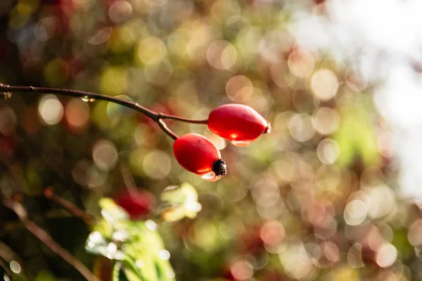 On the branch are red berries of rose hips lit by autumn sunlight , close-up. — Stok fotoğraf