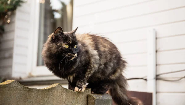 Il gatto si siede sulla recinzione e guarda la preda: un topo, un uccello o un ratto — Foto Stock