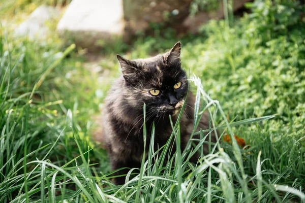 Il gatto sta mangiando erba verde in giardino — Foto Stock