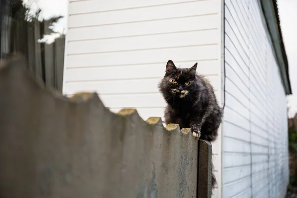 Il gatto si siede sulla recinzione e guarda la preda: un topo, un uccello o un ratto — Foto Stock