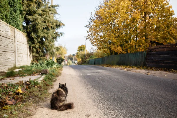 Cat sitting on the rural road and waiting for the owner, spring and autumn in the village — Stock Photo, Image