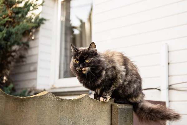 Il gatto si siede sulla recinzione e guarda la preda: un topo, un uccello o un ratto — Foto Stock