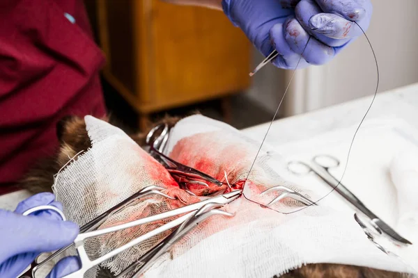 Sterilisering av en katt på nært hold. Kirurgi på buken, veterinær syr sammen bløtvevet i magen . – stockfoto