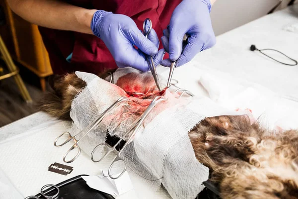 Esterilización de un primer plano de gato. Final de la cirugía abdominal, el veterinario cose los tejidos blandos del abdomen . — Foto de Stock