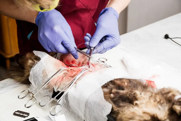 Esterilización de un primer plano de gato. Final de la cirugía abdominal, el veterinario cose los tejidos blandos del abdomen . — Foto de Stock