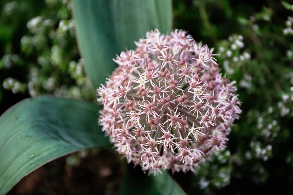 Allium blüht aus nächster Nähe. — Stockfoto