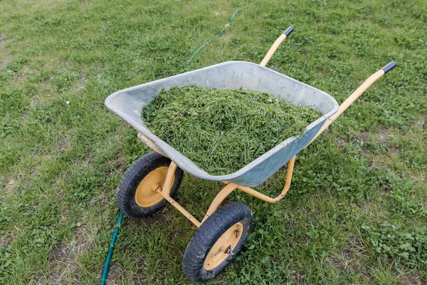 Garden wheelbarrow on wheels filled with grass. summer-autumn period of lawn mowing. Collecting animal feed.