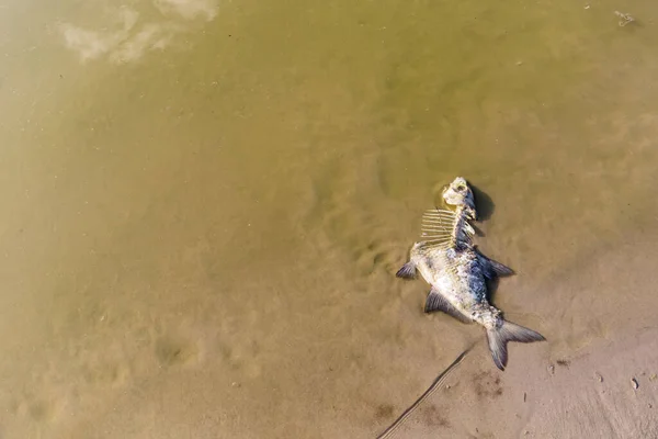 Останки Мертвой Гниющей Рыбы Лежат Цветущей Воде Берегу Водохранилища Экологическая — стоковое фото