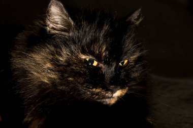 Sarı gözlü bir kedi avı izlerken avı izler. Hayvanın şeytani görüntüsü. Gece vakti..