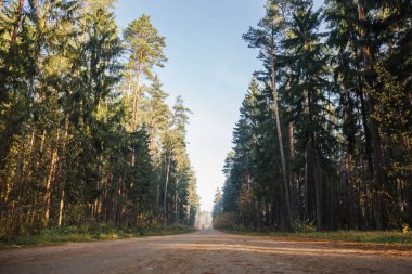 Sonbahar orman yolu. Güneş ışınları ağaçların dallarında parlıyor. Sıcak güneşli bir gün..