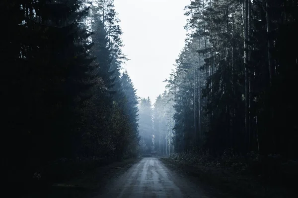Route Dans Une Mystérieuse Forêt Sombre Avec Brouillard Rayons Soleil — Photo