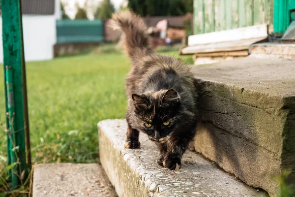 Gatto Soffice Sta Aspettando Che Proprietario Lasci Entrare Casa Nutra — Foto Stock