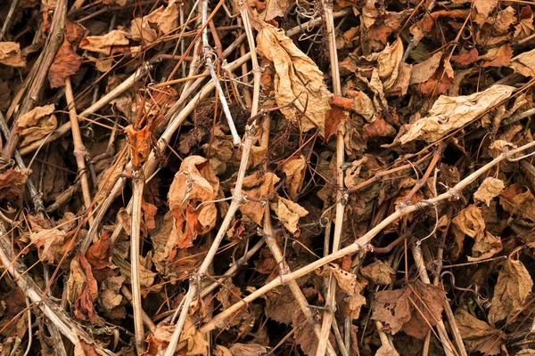 Dry Branches Leaves Orange Brown Collected Pile Beautiful Autumn Natural — Stock Photo, Image