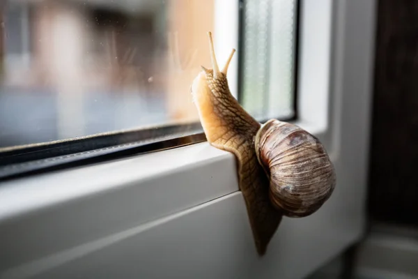 一只孤独的蜗牛朝窗外看去 想起了过去 窗外多雨的天气 向前和向上移动 后续行动 — 图库照片