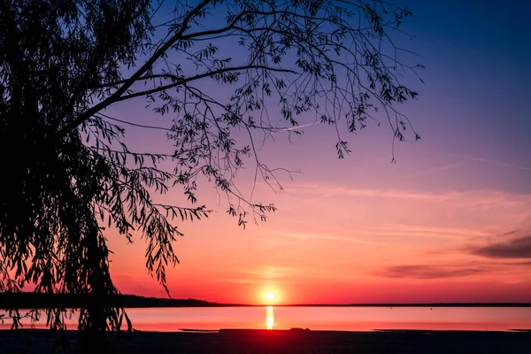 view of the sunset through the branches of the will on a bright sunset over the lake, blue and pink gradient sky