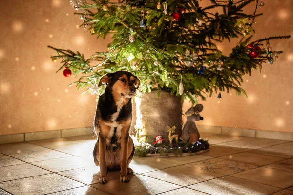 Pes Transylvánského Plemene Sedí Zdobeného Vánočního Stromku Zvíře Čeká Svátek — Stock fotografie