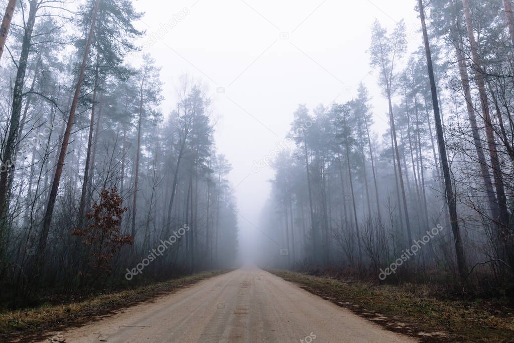 Country road in a misty forest with tall pine trees around. Foggy weather. The season of rains and cold. Nature background.