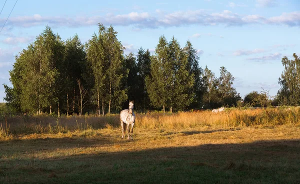 Beyaz bir at sabahın erken saatlerinde bir çiftlik otlağında otlar. İyi yetiştirilmiş bir safkan hayvan doğal ortamında dinlenir ve yemek yer. Muhteşem yaz ve sonbahar doğal manzarası.