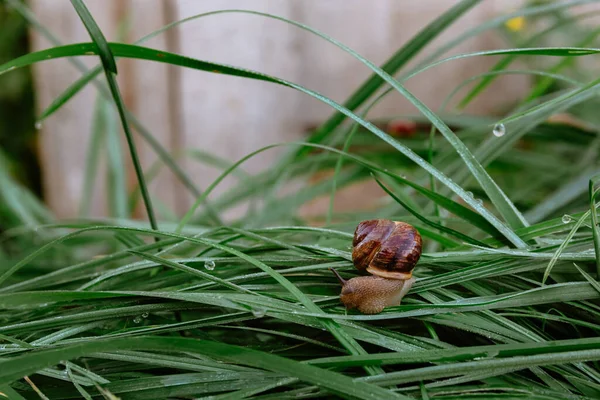 Pequeño Caracol Marrón Arrastra Sobre Hierba Húmeda Con Gotas Rocío — Foto de Stock