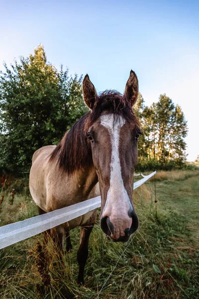 Portret Gniadego Konia Wygl Twarz Tle Krajobrazu Zadbany Koń Czystej — Zdjęcie stockowe