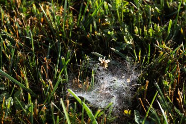 Yaz ya da sonbahar sabahı çimenlerin üzerinde çiğ damlaları ve çimlerin üzerinde güzel bir örümcek ağıyla. Dokunulmamış doğal çevrenin korunması. Vahşi doğanın küçük sakinleri. Yakın plan..