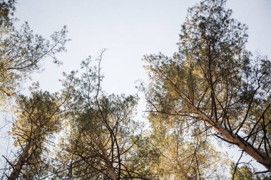 Çam ağacının tepeleri, güneşli bir yaz gününde ormanda aşağıdan yukarıya doğru çekilir.