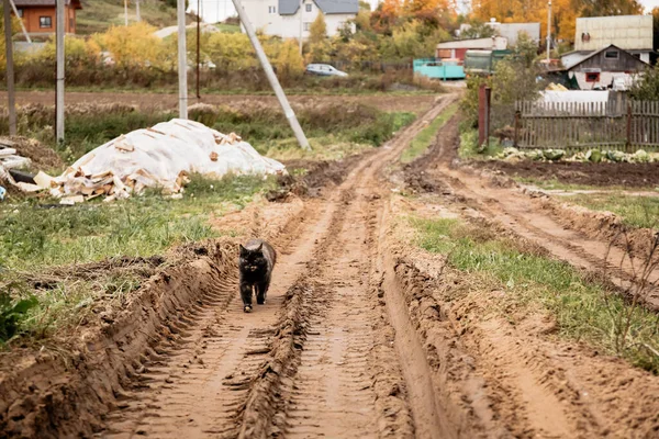 Krajobraz Wiejski Wsi Brudną Mokrą Drogą Samotnym Kotem — Zdjęcie stockowe