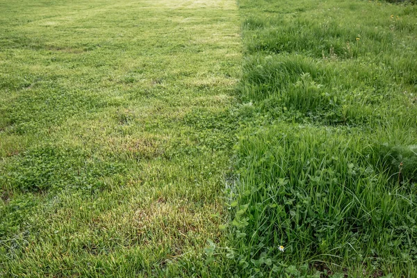 緑の草のカットストリップ 芝生を刈る 選択的焦点 — ストック写真