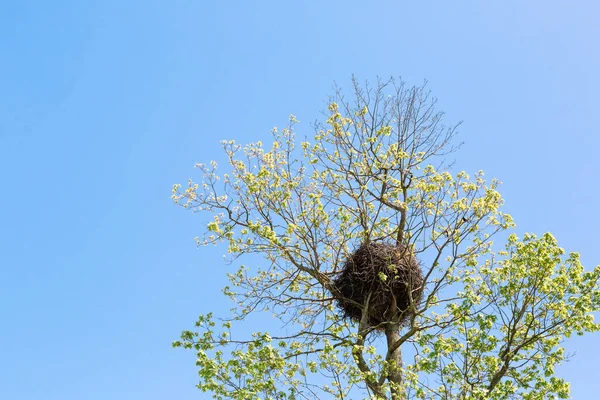 Grand Nid Oiseaux Lourd Riche Dans Les Branches Arbre Feuilles — Photo