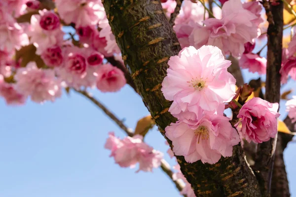 Branch Blooming Japanese Sakura Close Sky Place Text Delicate Pink — Stock Photo, Image