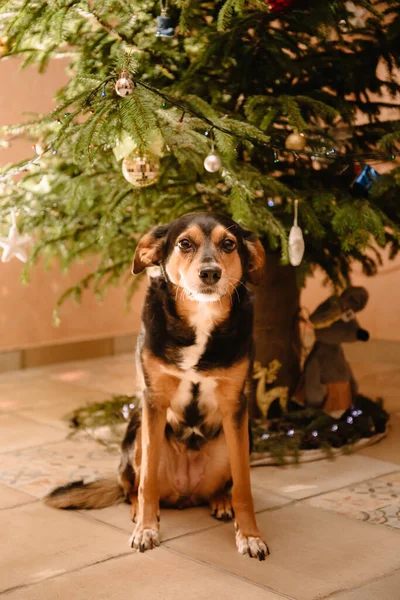 Pes Transylvánského Plemene Sedí Zdobeného Vánočního Stromku Zvíře Čeká Svátek — Stock fotografie