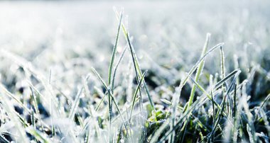 Sabah çiği yeşil bir çimenlikte dondu ve onu gün ışığında beyaz bir peçe haline getirdi. Kış havası ve soğuk havası olan bir pankart. Güzel doğal duvar kâğıdı. Hava tahmini için arkaplan