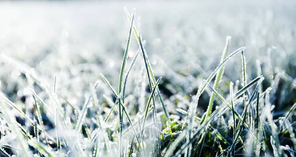 Morgentau Fror Auf Einer Grünen Rasenfläche Und Verwandelte Sie Den — Stockfoto