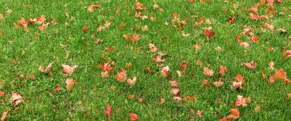 美丽的绿色草坪经过去年秋天的割草后 才过冬 草地上撒满了红色和橙色落叶的枫树 领土护理 施肥和植物喂养 — 图库照片