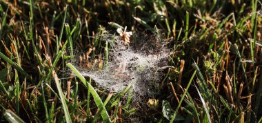 Yaz ya da sonbahar sabahı çimenlerin üzerinde çiğ damlaları ve çimlerin üzerinde güzel bir örümcek ağıyla. Dokunulmamış doğal çevrenin korunması. Vahşi doğanın küçük sakinleri. Yakın plan..
