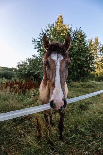 Portret Gniadego Konia Wygl Twarz Tle Krajobrazu Zadbany Koń Czystej — Zdjęcie stockowe