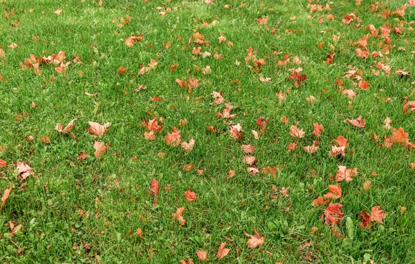 冬の前に最後の秋の芝生の後に美しい緑の芝生 草は赤とオレンジ色の落ち葉で広がっています 領土ケア 受精および植物の給餌 バナー — ストック写真