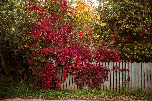 Beautiful solid bright red-green natural background is presented in the form of wild grapes. Leaves are bright red cover the wall of the house or fence. Autumn horizontal background with copy space.
