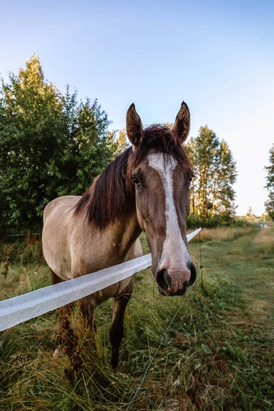 Portret Gniadego Konia Wygl Twarz Tle Krajobrazu Zadbany Koń Czystej — Zdjęcie stockowe