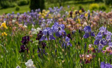 Çiçek açan irises pitoresk manzarası.