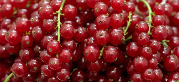 Reife Früchte Der Roten Johannisbeere Auf Dünnen Grünen Stielen — Stockfoto