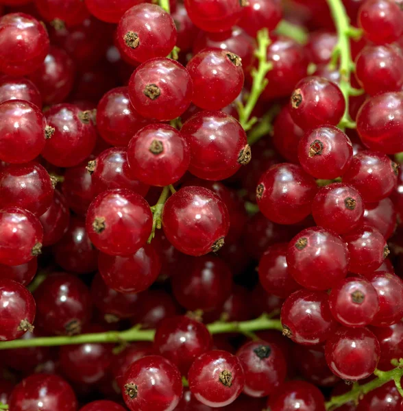 Reife Früchte Der Roten Johannisbeere Auf Dünnen Grünen Stielen — Stockfoto