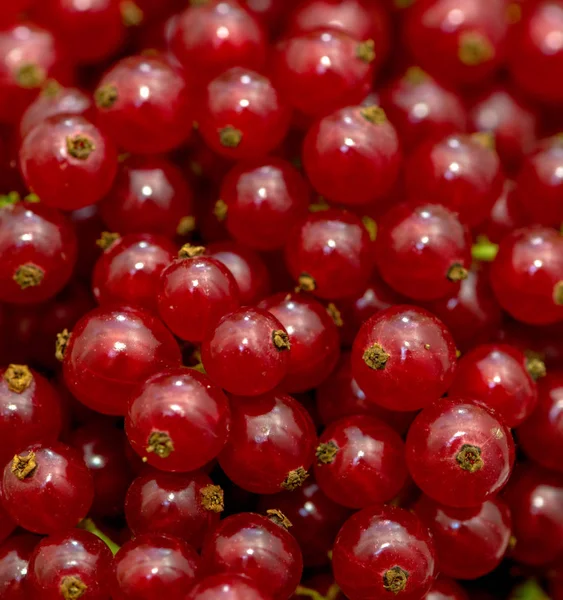 Reife Früchte Der Roten Johannisbeere Auf Dünnen Grünen Stielen — Stockfoto