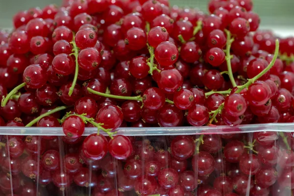 Frutta Matura Ribes Rosso — Foto Stock