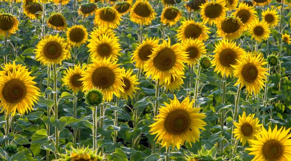 Large flowers of sunflower are turned towards the sun.